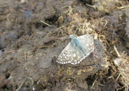 Réf. 192 632 : Pyrgus sp.